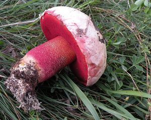 Hřib nachový - Boletus rhodoxanthus (Krombh.) Kallenb. 1925