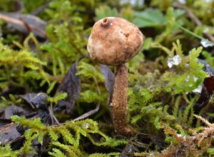 Palečka zimní - Tulostoma brumale