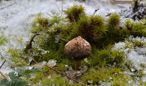 Palečka zimní - Tulostoma brumale