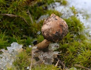 Palečka zimní - Tulostoma brumale