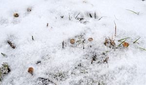 Palečka zimní - Tulostoma brumale