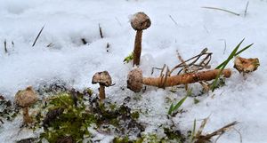 Palečka zimní - Tulostoma brumale