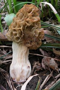 Smrž tlustonohý - Morchella crassipes (Vent.) Pers. 1801