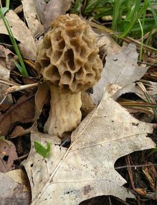 Smrž tlustonohý - Morchella crassipes (Vent.) Pers. 1801