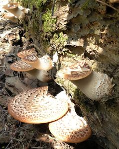 Klikni pro velký obrázek