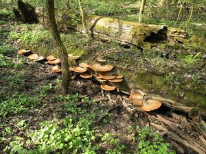 Klikni pro velký obrázek