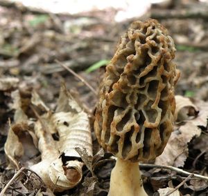 Klikni pro velký obrázek