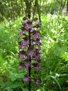 Klikni pro velký obrázek