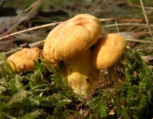 Liška obecná - Cantharellus cibarius Fr. 1821