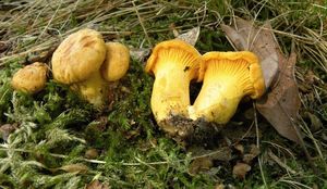 Liška obecná - Cantharellus cibarius Fr. 1821