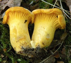 Liška obecná - Cantharellus cibarius Fr. 1821