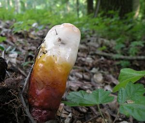 Lesklokorka lesklá - Ganoderma lucidum