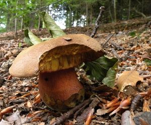 Klikni pro velký obrázek