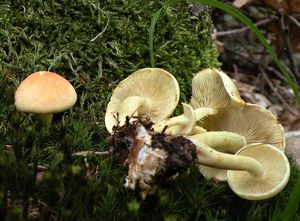 Třepenitka svazčitá - Hypholoma fasciculare  (Huds.) P. Kumm. 1871