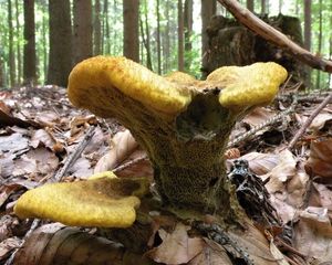 Hnědák Schweinitzův - Phaeolus schweinitzii (Fr.) Pat. 1900