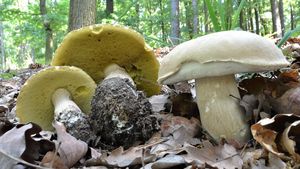 Klikni pro velký obrázek