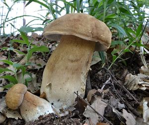 Klikni pro velký obrázek