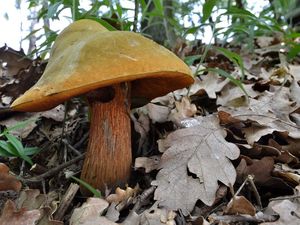 Klikni pro velký obrázek