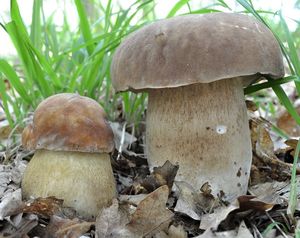 Klikni pro velký obrázek