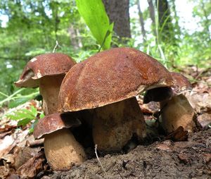 Klikni pro velký obrázek