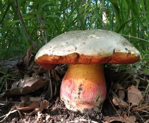 Klikni pro velký obrázek