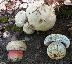 Klikni pro velký obrázek