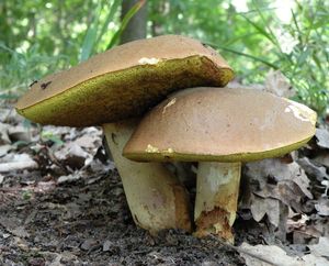 Klikni pro velký obrázek