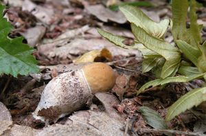 Klikni pro velký obrázek