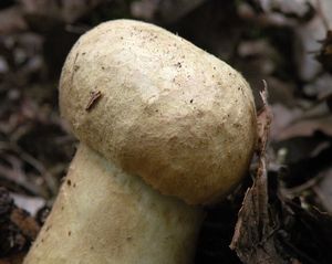 Klikni pro velký obrázek