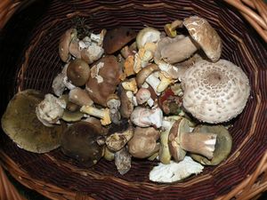 Klikni pro velký obrázek