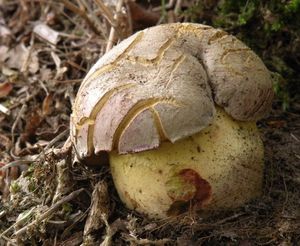 Hřib Fechtnerův - Boletus fechtneri Velen.