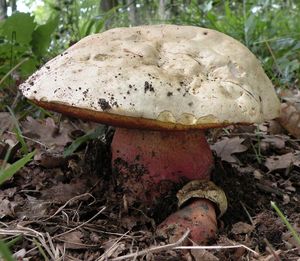 Klikni pro velký obrázek