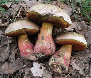 Klikni pro velký obrázek