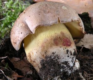 Hřib Fechtnerův - Boletus fechtneri Velen.