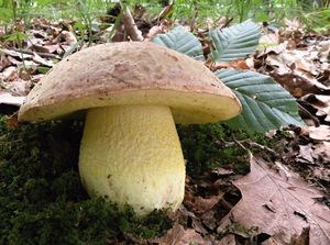 Klikni pro velký obrázek