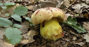 Klikni pro velký obrázek