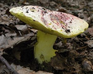 Klikni pro velký obrázek