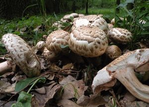 Klikni pro velký obrázek