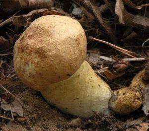 Hřib siný - Gyroporus cyanescens  (Bull.) Quél. 1886