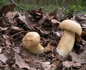 Klikni pro velký obrázek