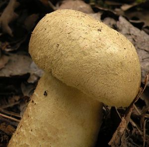 Hřib siný - Gyroporus cyanescens  (Bull.) Quél. 1886