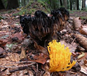 Krásnorůžek lepkavý - Calocera viscosa