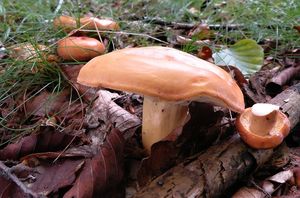 Ryzec syrovinka - Lactarius volemus (Fr.) Fr. 1838