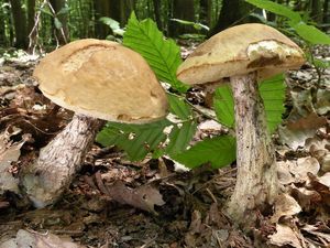 Klikni pro velký obrázek