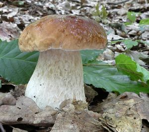 Klikni pro velký obrázek