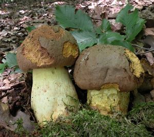 Klikni pro velký obrázek