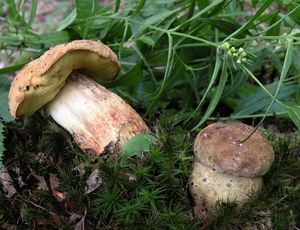 Kozák dubový - Leccinum crocipodium (Letell.) Watling