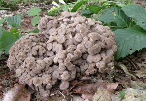 Choroš oříš - Polyporus umbellatus (Pers.) Fr.