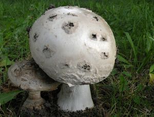 Muchomůrka šiškovitá - Amanita strobiliformis (Paulet ex Vittad.) Bertill. 1866