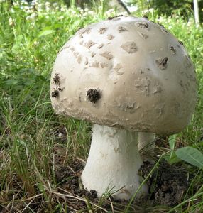 Muchomůrka šiškovitá - Amanita strobiliformis (Paulet ex Vittad.) Bertill. 1866